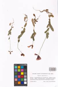 Papaver somniferum L., Eastern Europe, Moscow region (E4a) (Russia)