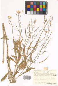 Brassica napus L., Siberia, Russian Far East (S6) (Russia)