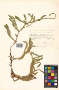 Spinulum annotinum subsp. annotinum, Siberia, Russian Far East (S6) (Russia)