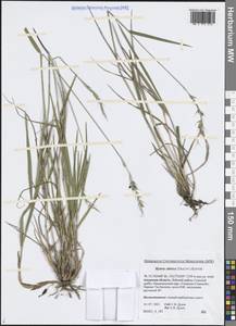 Leymus sibiricus (Trautv.) J.L.Yang & C.Yen, Siberia, Russian Far East (S6) (Russia)