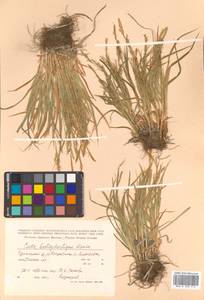 Carex bostrychostigma Maxim., Siberia, Russian Far East (S6) (Russia)