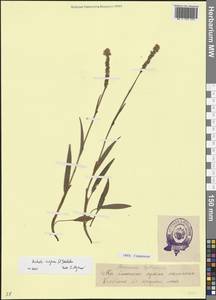 Bistorta vivipara (L.) Delarbre, Eastern Europe, Estonia (E2c) (Estonia)