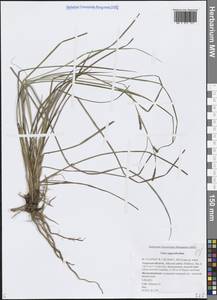 Carex appendiculata (Trautv. & C.A.Mey.) Kük., Siberia, Russian Far East (S6) (Russia)