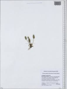 Ceratocephala orthoceras DC., Eastern Europe, Rostov Oblast (E12a) (Russia)