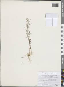 Thesium ramosum Hayne, Eastern Europe, Central forest-and-steppe region (E6) (Russia)