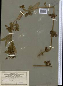 Veronica anagallis-aquatica L., Middle Asia, Northern & Central Tian Shan (M4) (Kazakhstan)