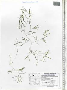 Potamogeton berchtoldii subsp. berchtoldii, Eastern Europe, North-Western region (E2) (Russia)