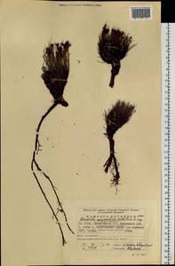Rhodiola quadrifida (Pall.) Fisch. & C.A.Mey., Eastern Europe, Eastern region (E10) (Russia)