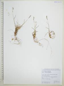 Poa glauca Vahl, Siberia, Russian Far East (S6) (Russia)