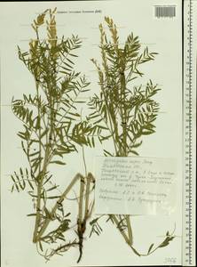 Astragalus asper Jacq., Eastern Europe, Central forest-and-steppe region (E6) (Russia)
