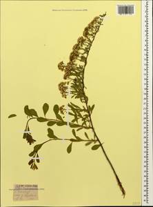 Spiraea crenata L., Caucasus, Georgia (K4) (Georgia)