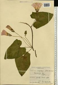 Calystegia sepium subsp. americana (Sims) Brummitt, Eastern Europe, North-Western region (E2) (Russia)