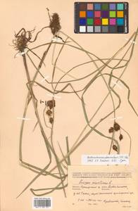 Bolboschoenus planiculmis (F.Schmidt) T.V.Egorova, Siberia, Russian Far East (S6) (Russia)
