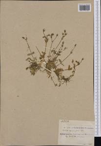 Cerastium alpinum L., Western Europe (EUR) (Svalbard and Jan Mayen)