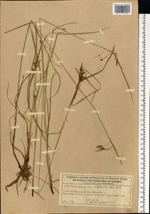 Carex magellanica subsp. irrigua (Wahlenb.) Hiitonen, Eastern Europe, Moscow region (E4a) (Russia)