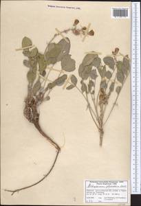 Hedysarum plumosum Boiss. & Hausskn., Middle Asia, Western Tian Shan & Karatau (M3) (Kyrgyzstan)