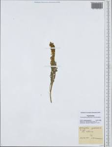 Astragalus squarrosus Bunge, Middle Asia, Karakum (M6) (Turkmenistan)