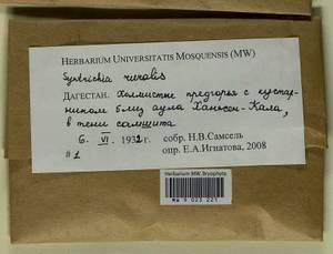 Syntrichia ruralis (Hedw.) F. Weber & D. Mohr, Bryophytes, Bryophytes - North Caucasus & Ciscaucasia (B12) (Russia)
