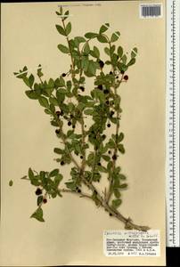 Lonicera microphylla Willd. ex Roem. & Schult., Mongolia (MONG) (Mongolia)