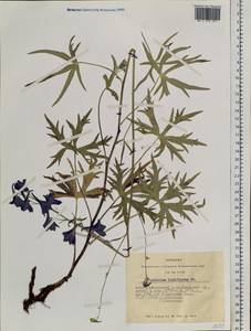 Delphinium laxiflorum DC., Siberia, Altai & Sayany Mountains (S2) (Russia)