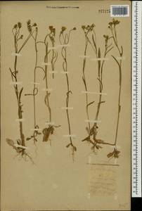 Crepis tectorum L., Eastern Europe, South Ukrainian region (E12) (Ukraine)