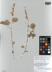 KUZ 000 503, Corydalis bracteata (Steph.) Pers., Siberia, Altai & Sayany Mountains (S2) (Russia)