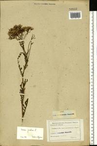 Jacobaea vulgaris subsp. vulgaris, Eastern Europe, Middle Volga region (E8) (Russia)