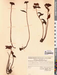 Phedimus aizoon (L.) 't Hart, Siberia, Russian Far East (S6) (Russia)