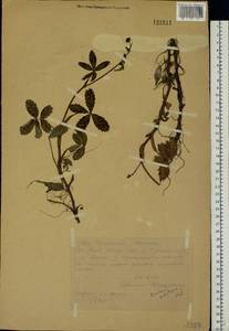 Comarum palustre L., Eastern Europe, Northern region (E1) (Russia)