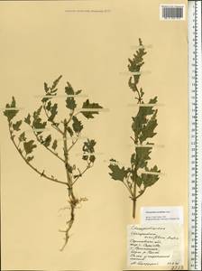 Chenopodium acerifolium Andrz., Eastern Europe, Lower Volga region (E9) (Russia)