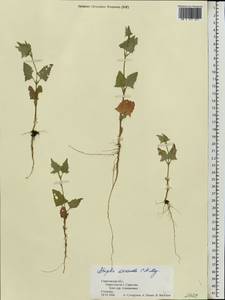 Atriplex micrantha Ledeb., Eastern Europe, Lower Volga region (E9) (Russia)