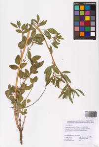 Melilotus, Eastern Europe, Lower Volga region (E9) (Russia)