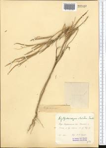 Diptychocarpus strictus (Fisch. ex M.Bieb.) Trautv., Middle Asia, Syr-Darian deserts & Kyzylkum (M7) (Uzbekistan)