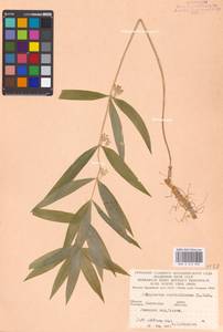 Polygonatum verticillatum (L.) All., Eastern Europe, West Ukrainian region (E13) (Ukraine)