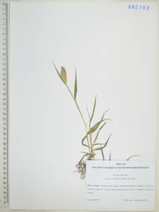 Setaria viridis (L.) P.Beauv., Siberia, Russian Far East (S6) (Russia)