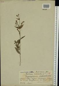 Galium rubioides L., Eastern Europe, Central region (E4) (Russia)