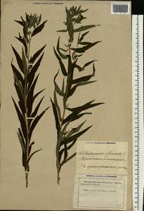 Lithospermum officinale L., Eastern Europe, Latvia (E2b) (Latvia)