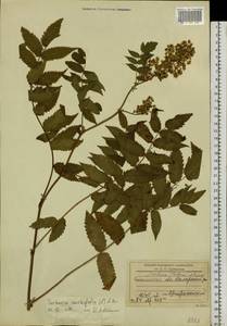 Sorbaria sorbifolia (L.) A. Braun, Siberia, Baikal & Transbaikal region (S4) (Russia)