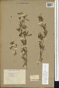 Lotus jacobaeus L., Africa (AFR) (Not classified)