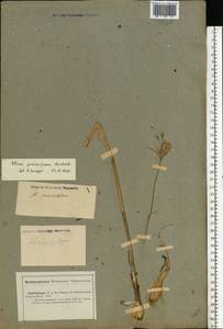 Allium praescissum Rchb., Eastern Europe, Lower Volga region (E9) (Russia)