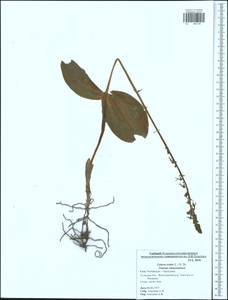 Neottia ovata (L.) Bluff & Fingerh., Eastern Europe, Central region (E4) (Russia)