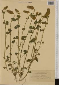 Trifolium incarnatum subsp. molinerii (Hornem.)Syme, Western Europe (EUR) (Romania)
