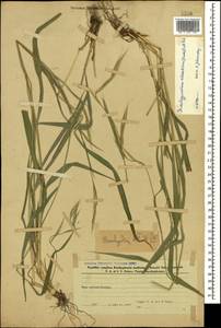Brachypodium sylvaticum (Huds.) P.Beauv., Caucasus, Azerbaijan (K6) (Azerbaijan)
