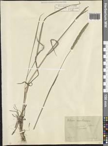 Phleum montanum K.Koch, Caucasus, North Ossetia, Ingushetia & Chechnya (K1c) (Russia)
