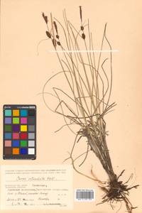 Carex rotundata Wahlenb., Siberia, Chukotka & Kamchatka (S7) (Russia)