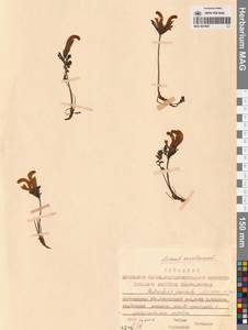 Pedicularis capitata Adams, Siberia, Chukotka & Kamchatka (S7) (Russia)