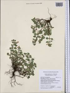 Clinopodium alpinum (L.) Kuntze, Western Europe (EUR) (Bulgaria)