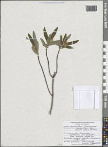 Daphne sophia Kalen., Eastern Europe, Central forest-and-steppe region (E6) (Russia)