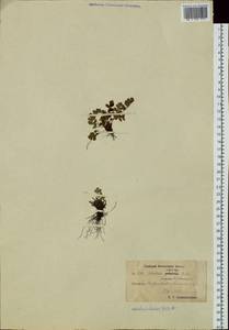 Woodsia alpina (Bolton) Gray, Siberia, Chukotka & Kamchatka (S7) (Russia)