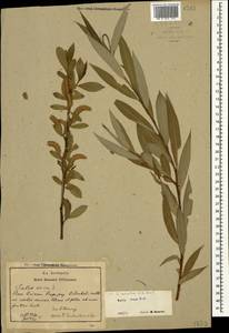 Salix excelsa J.F.Gmel., Caucasus, Azerbaijan (K6) (Azerbaijan)
